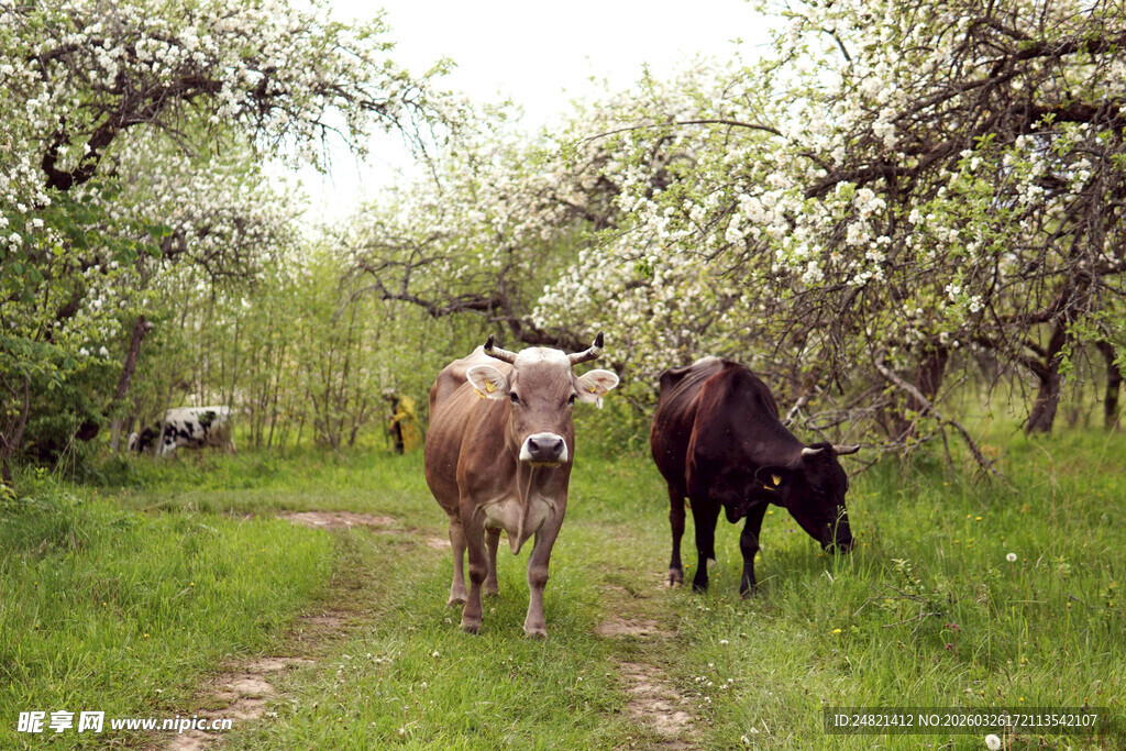 小径旁漫步的两头牛