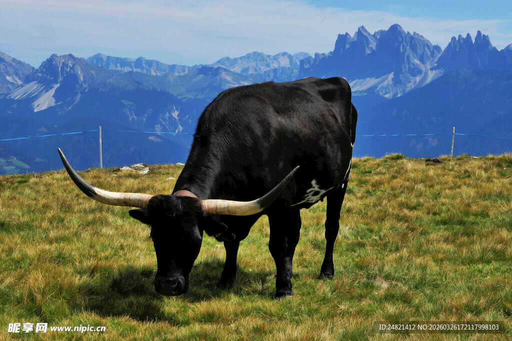 高山草地的黑长角牛