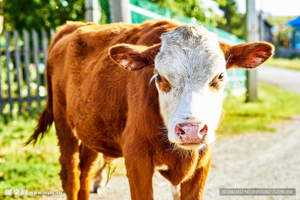 小路上的棕色奶牛