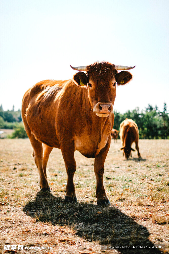 田野中的棕色牛