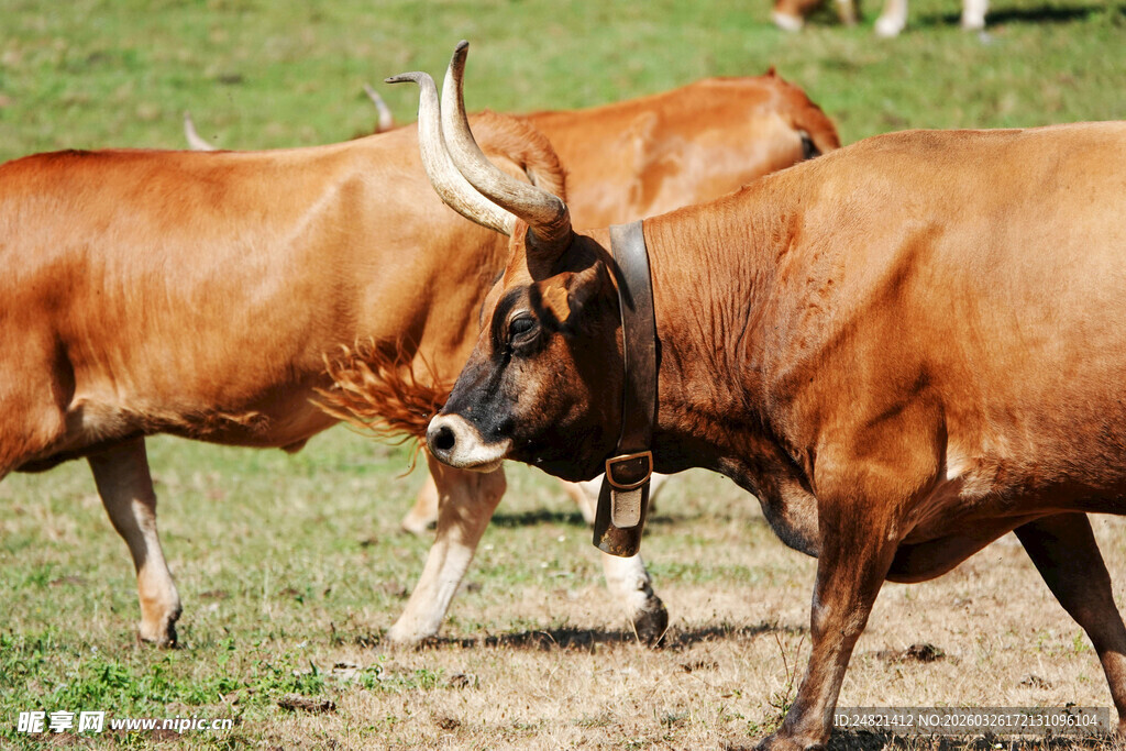 草原上的健壮牛群
