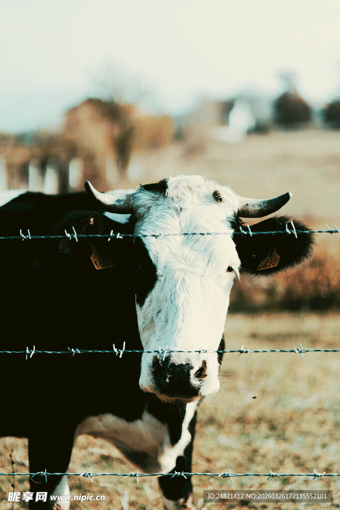 田野中的黑白花奶牛