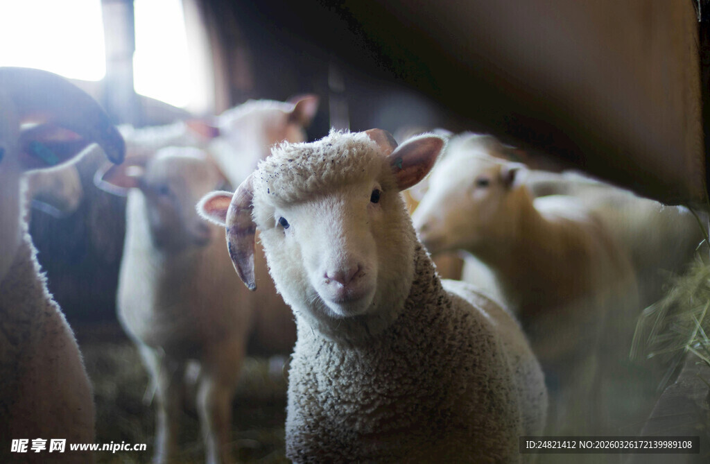 羊圈里的可爱小羊羔