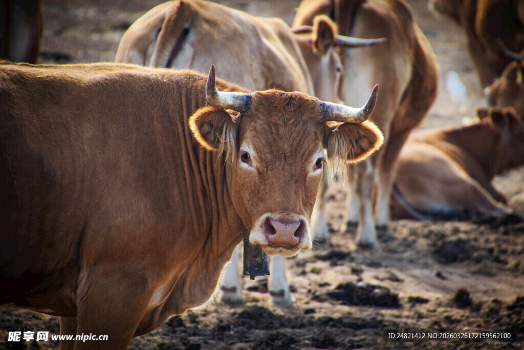 牛群聚集在泥土地上