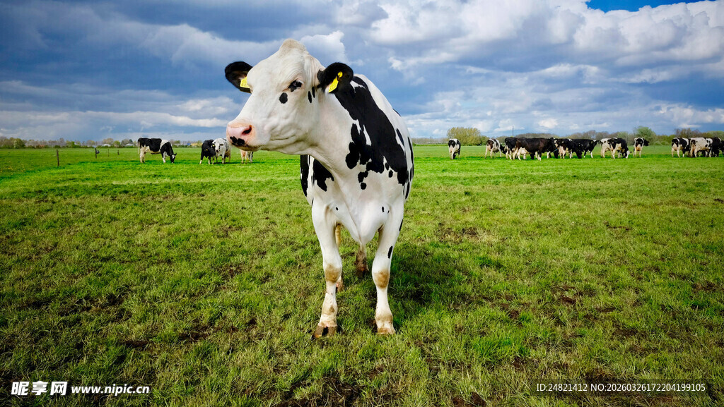草原上的黑白花奶牛