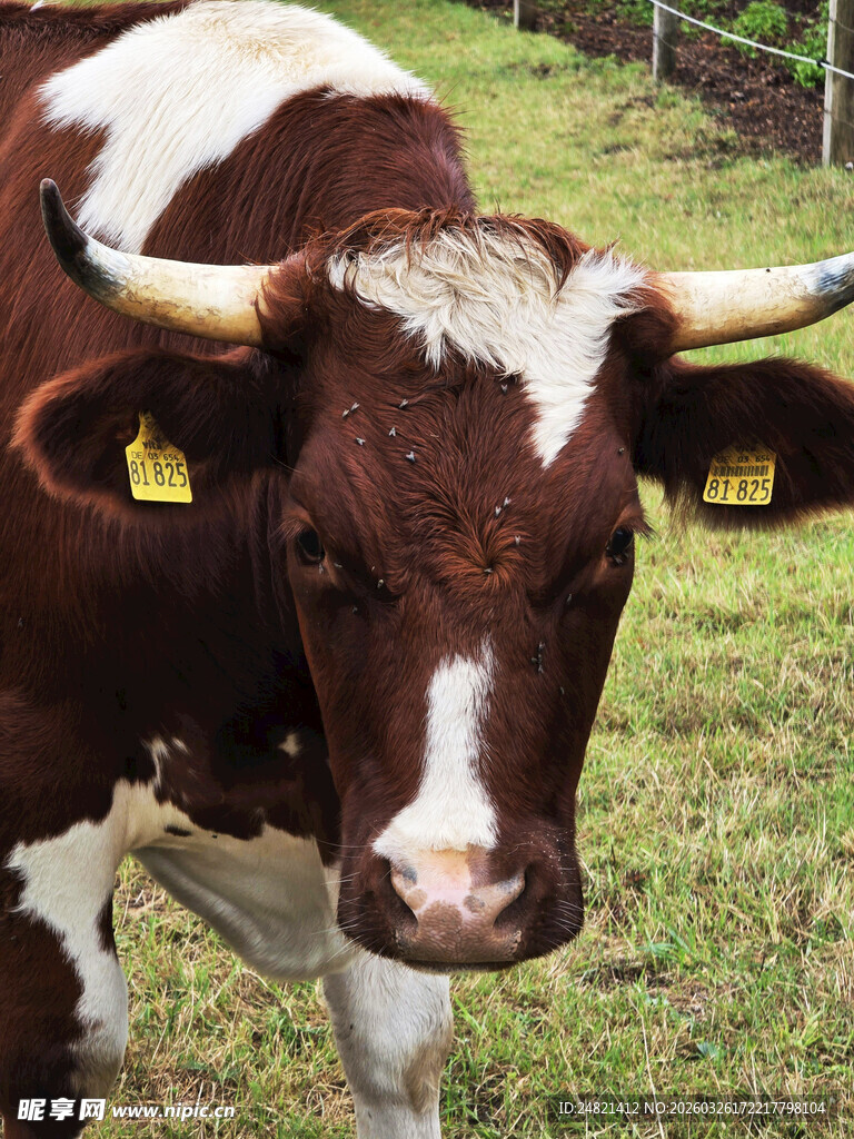 棕白花纹牛特写