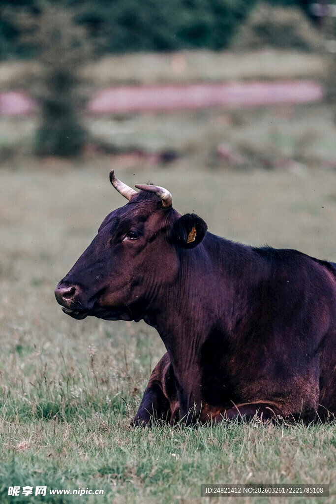 草地上休憩的黑牛