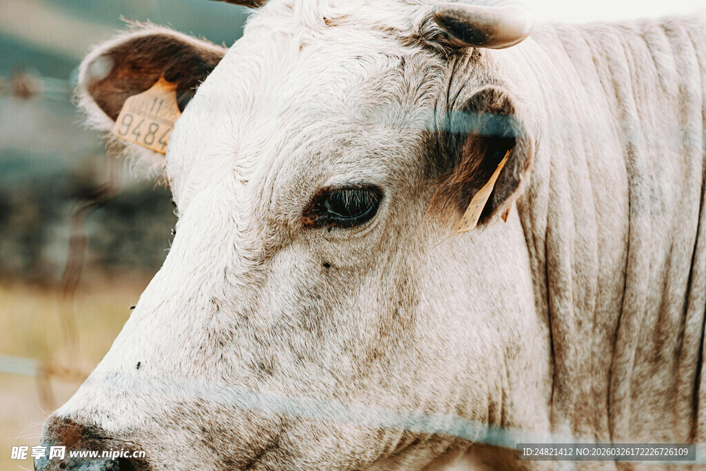 白牛特写