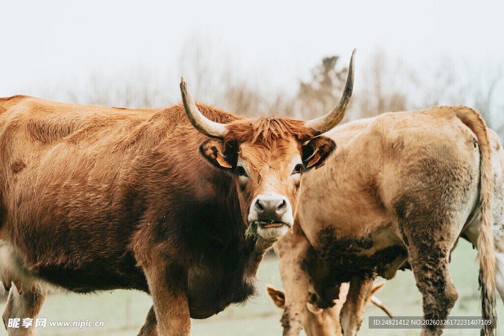 田野中的棕色长角牛