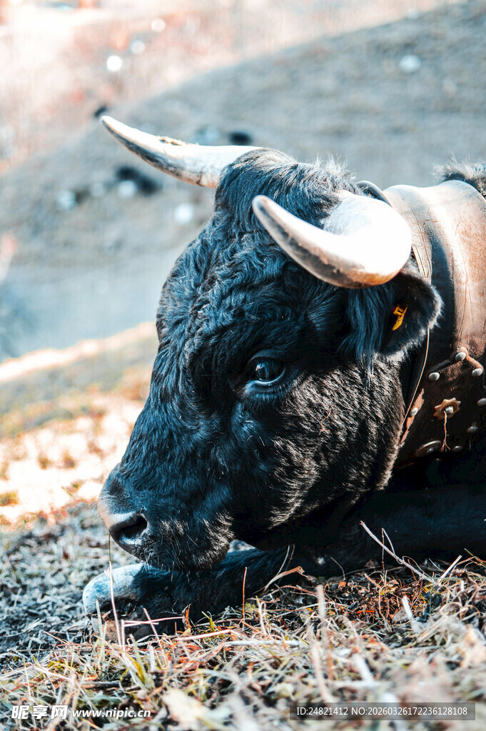 黑牛趴卧于地面