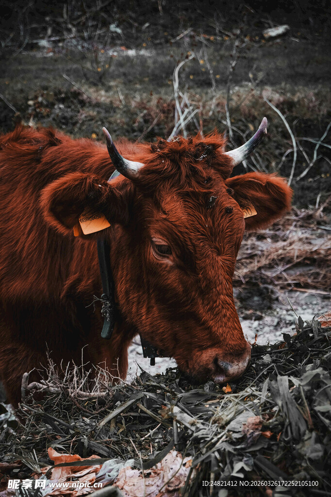 泥泞中的棕色耕牛