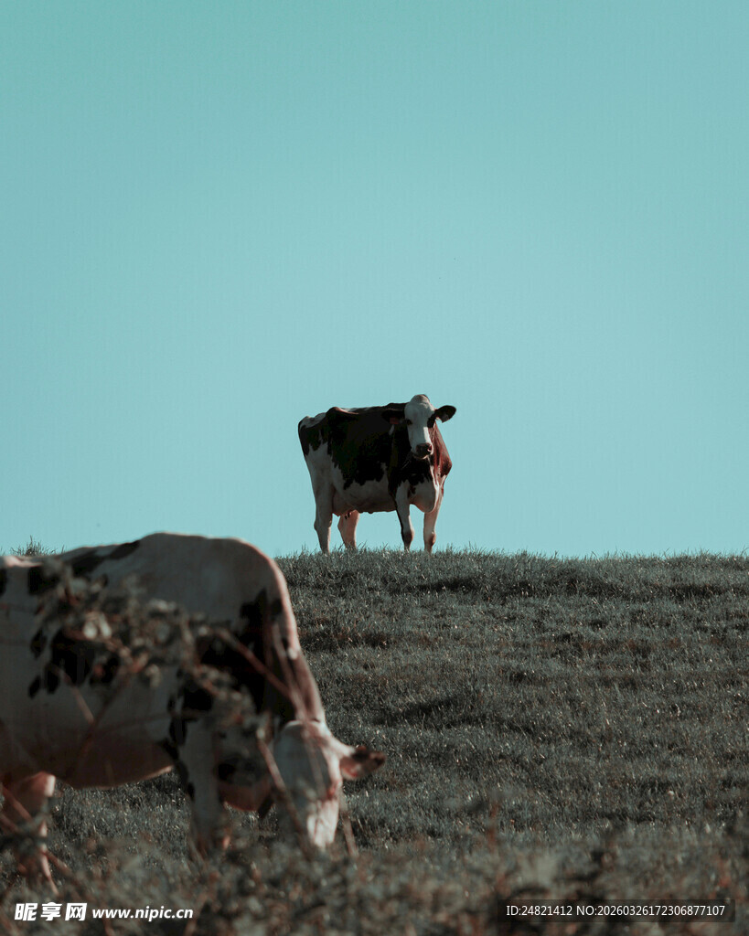 草原上的两头牛