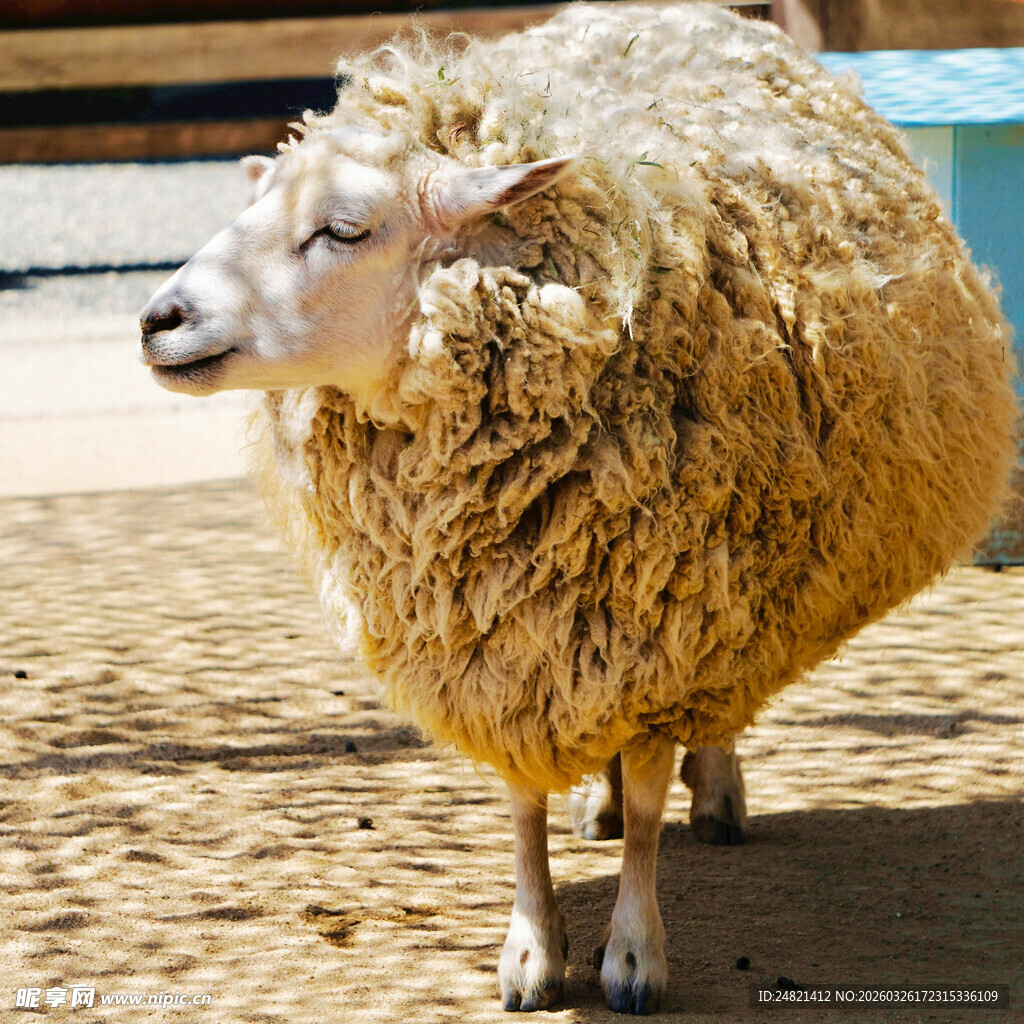 站在地上的毛茸茸绵羊