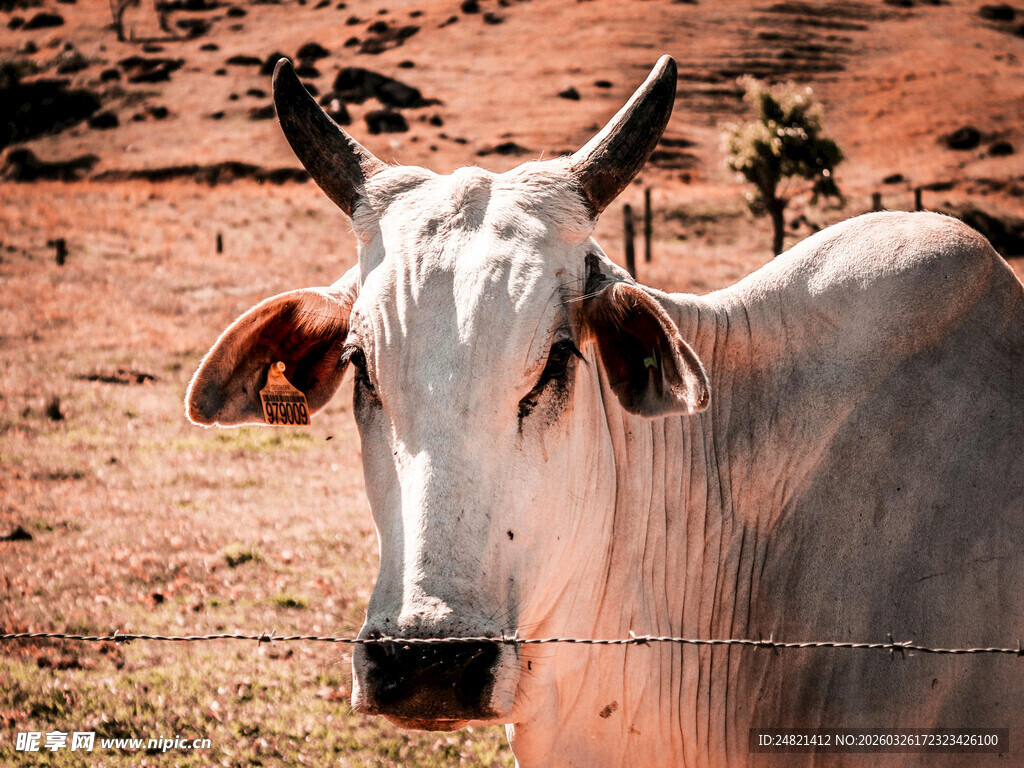田野中的白色牛