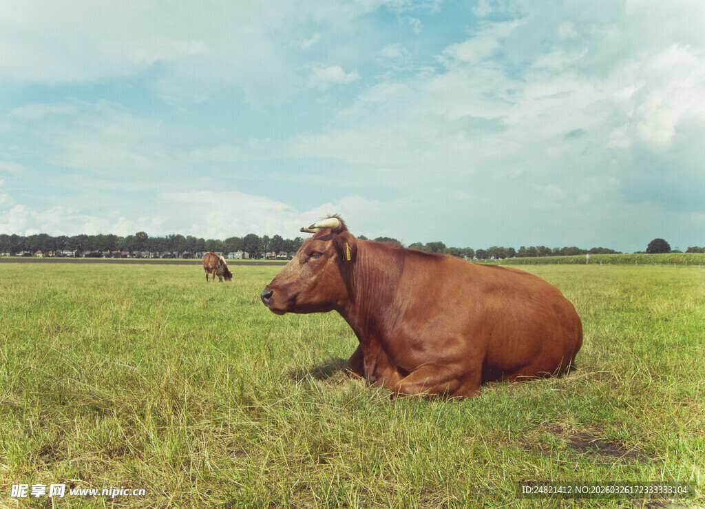 草原上休憩的棕色牛