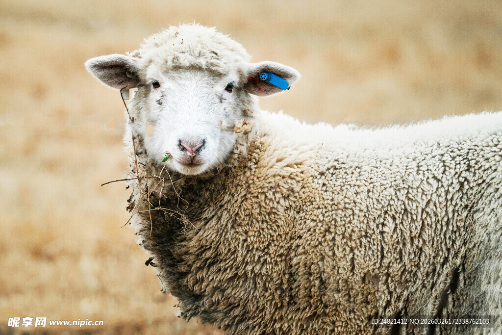 田野中的可爱绵羊