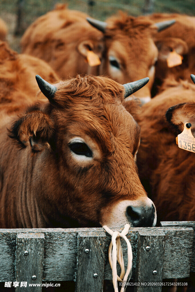 围栏边的棕色牛群