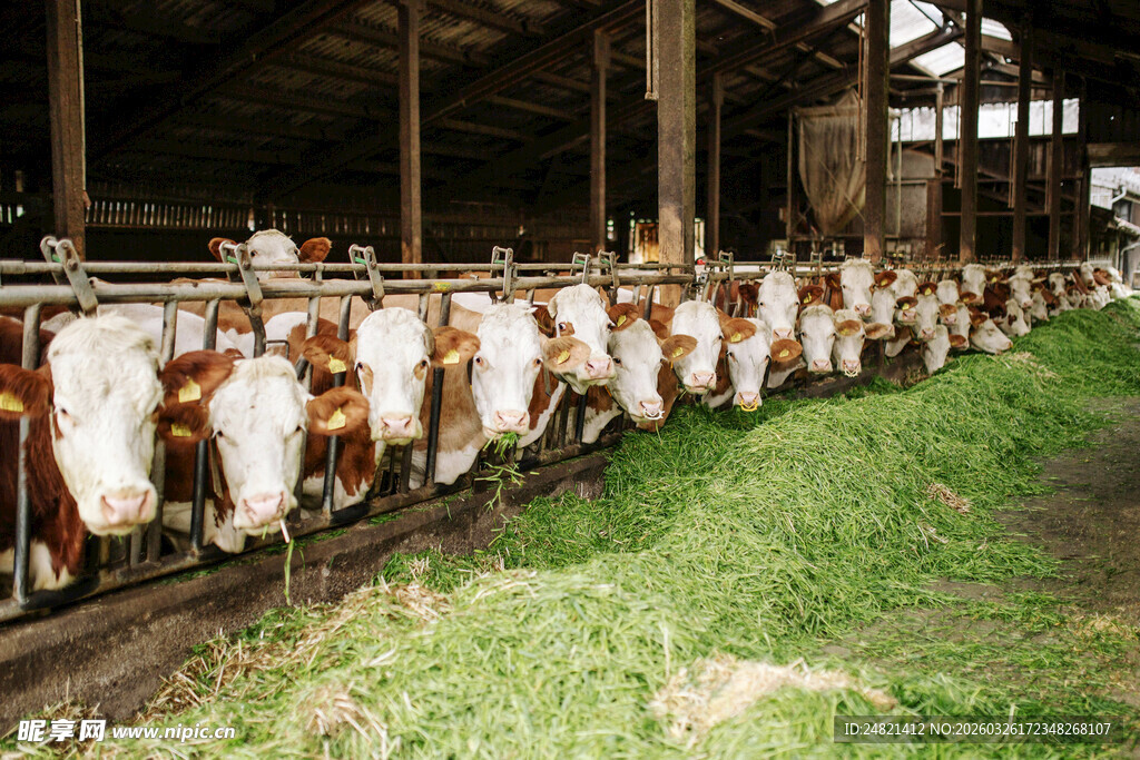 牛舍内吃草的牛群
