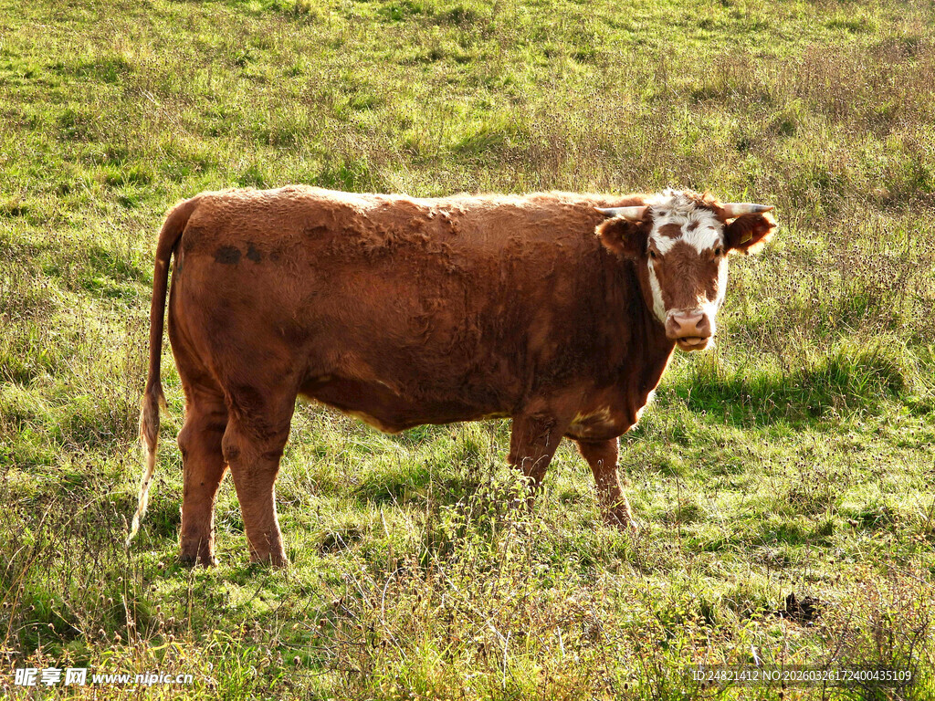 草地上的棕色牛