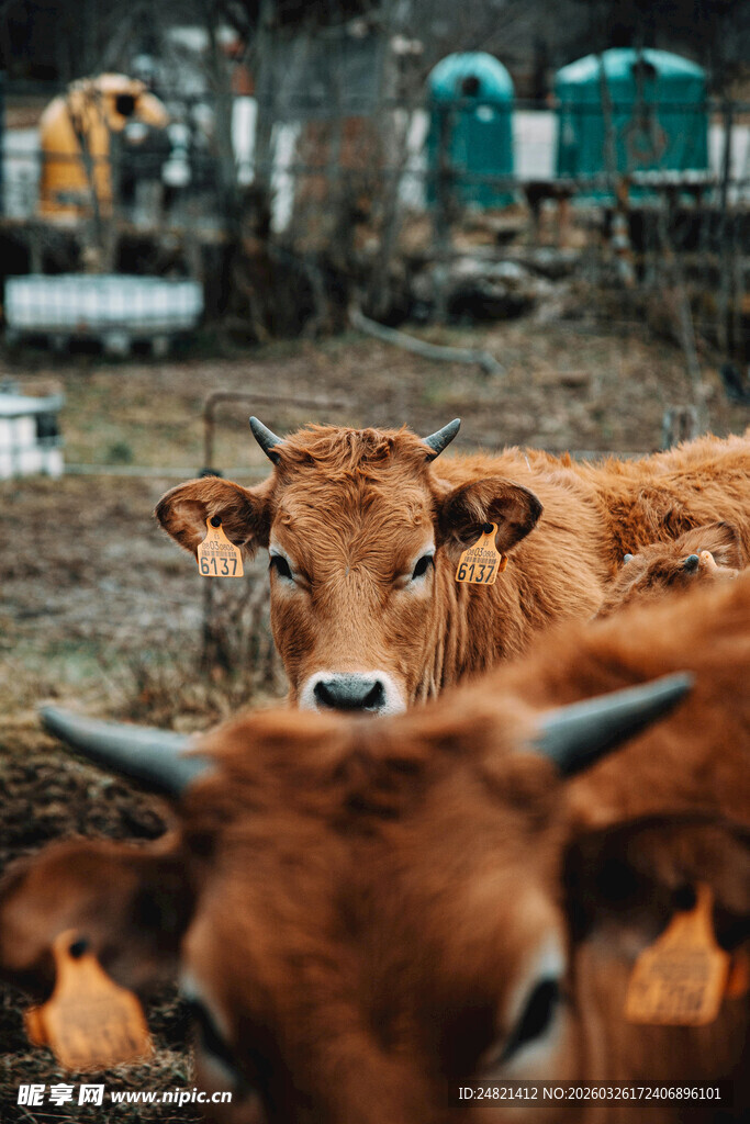 田野中的几头棕色牛