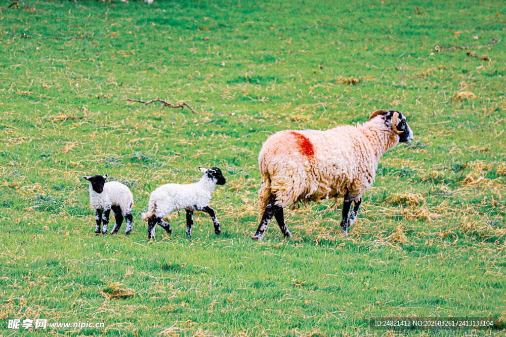 草原上的母羊与两只小羊
