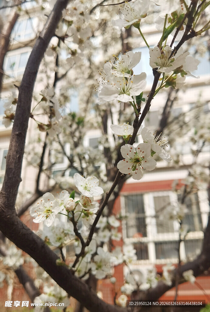 枝头绽放的洁白花朵
