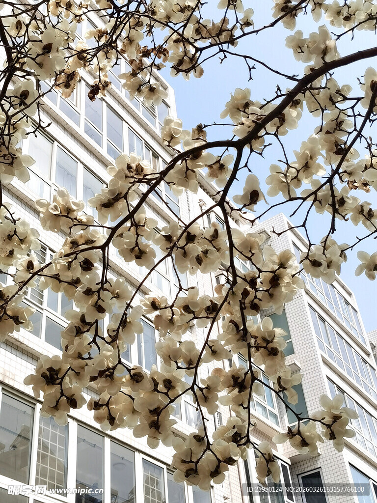 春日繁花映衬下的建筑