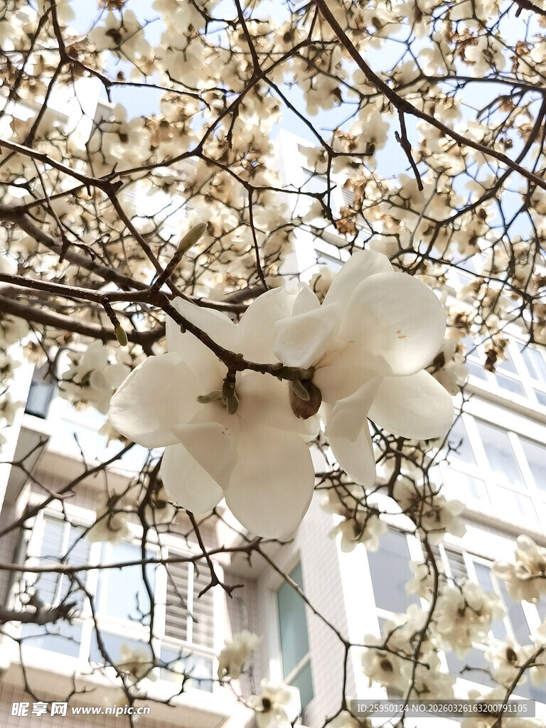 枝头绽放的洁白花朵