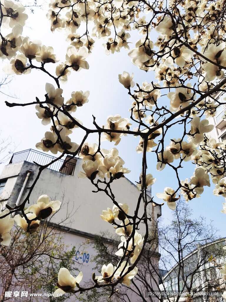 玉兰花枝映衬下的建筑