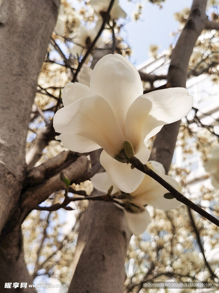 枝头绽放的洁白玉兰花