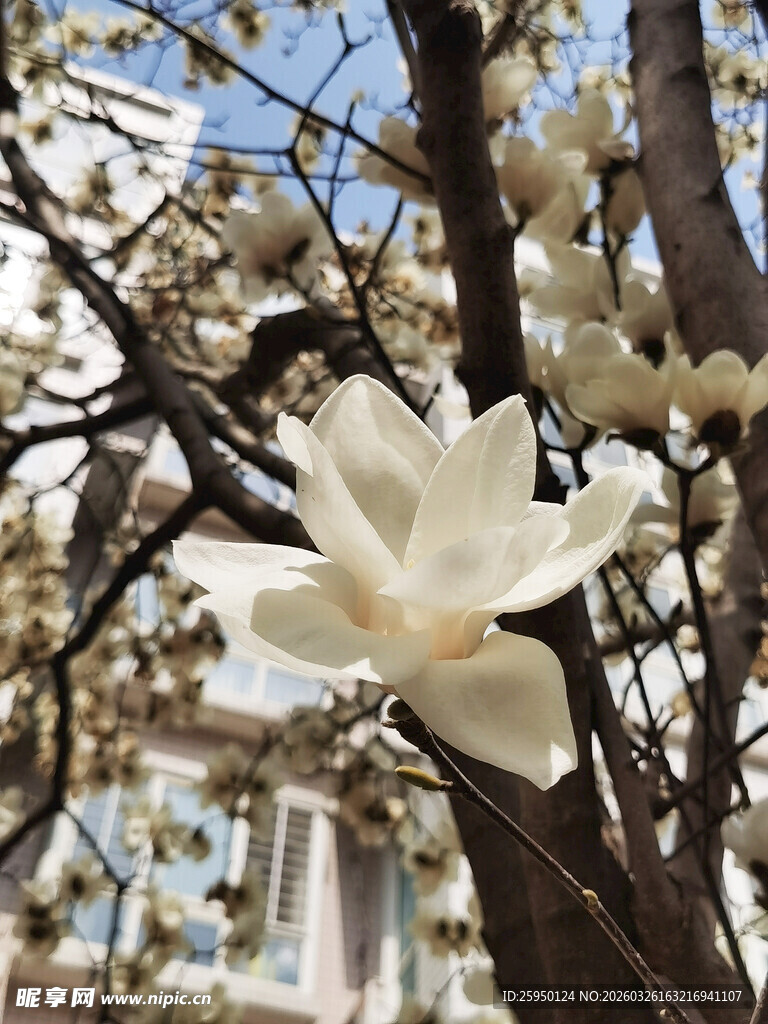 玉兰花绽放枝头