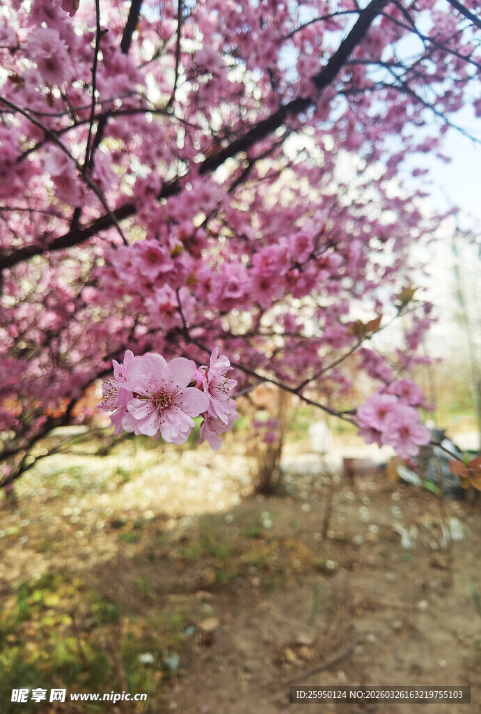 春日烂漫盛开的粉艳樱花