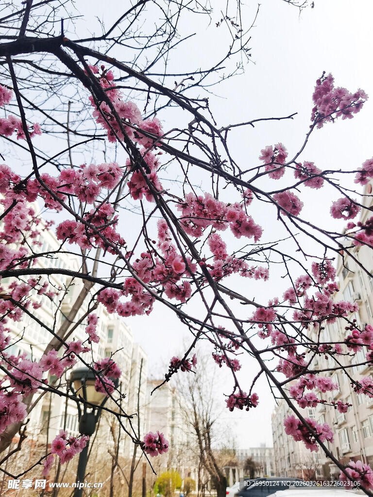 枝头繁花绽放春意浓