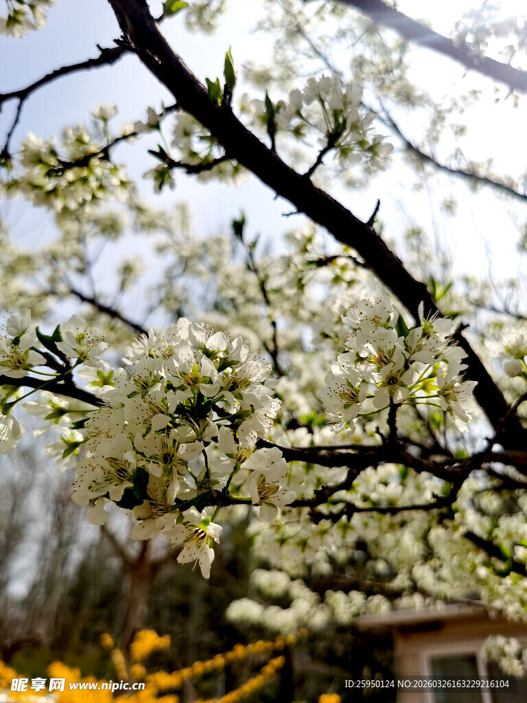 枝头繁花绽放的春日景象