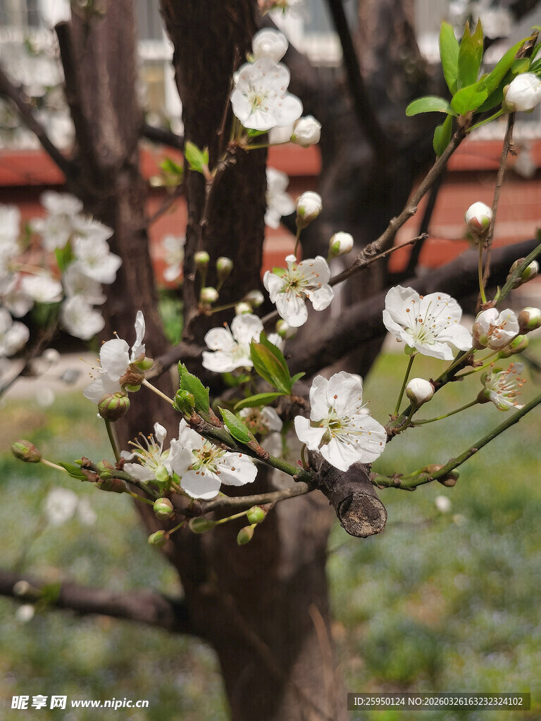 枝头绽放的白色小花