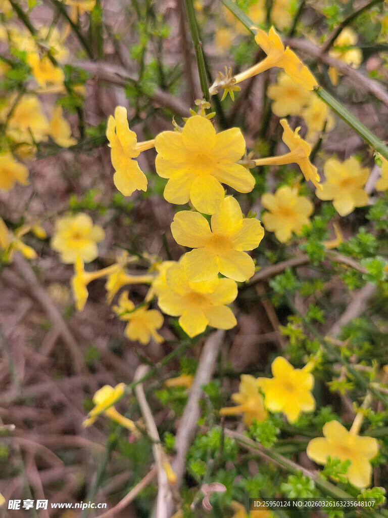 绽放的黄色迎春花