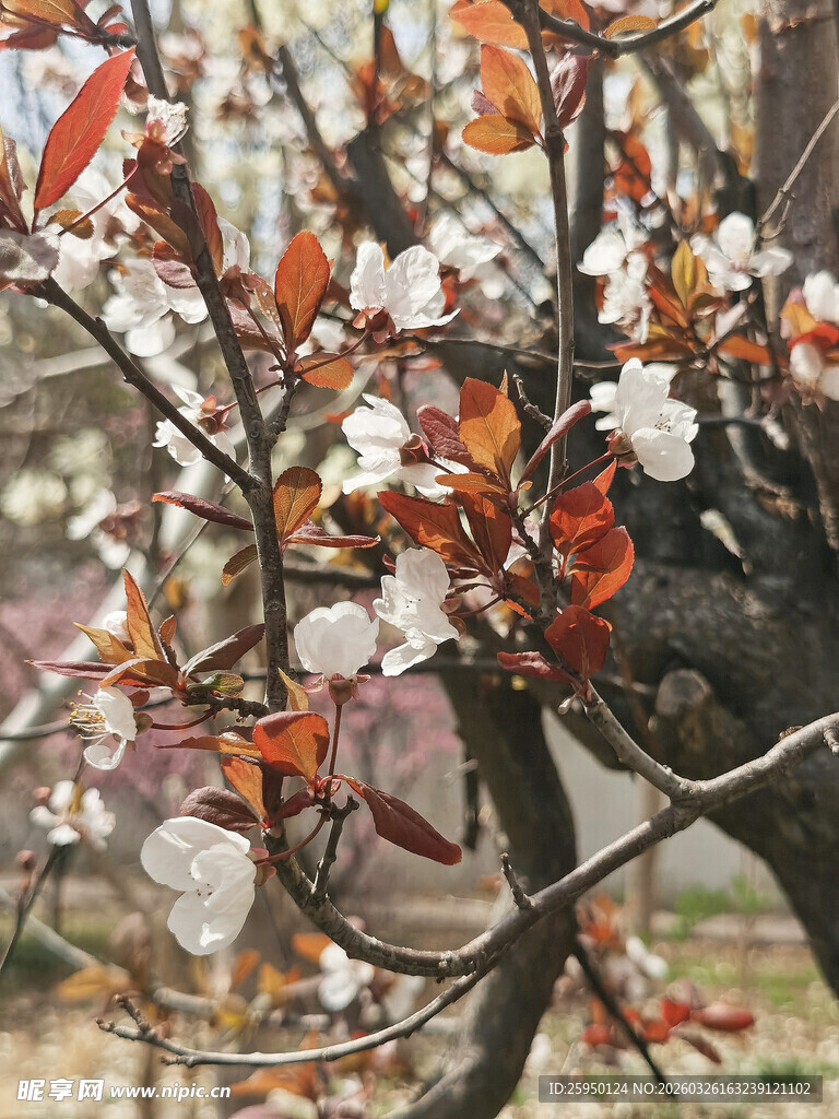 杏花枝头春意浓