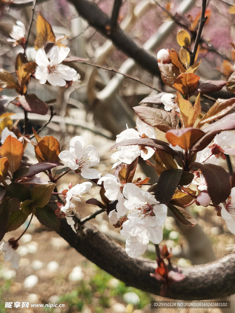 春日繁花满枝的美丽景象