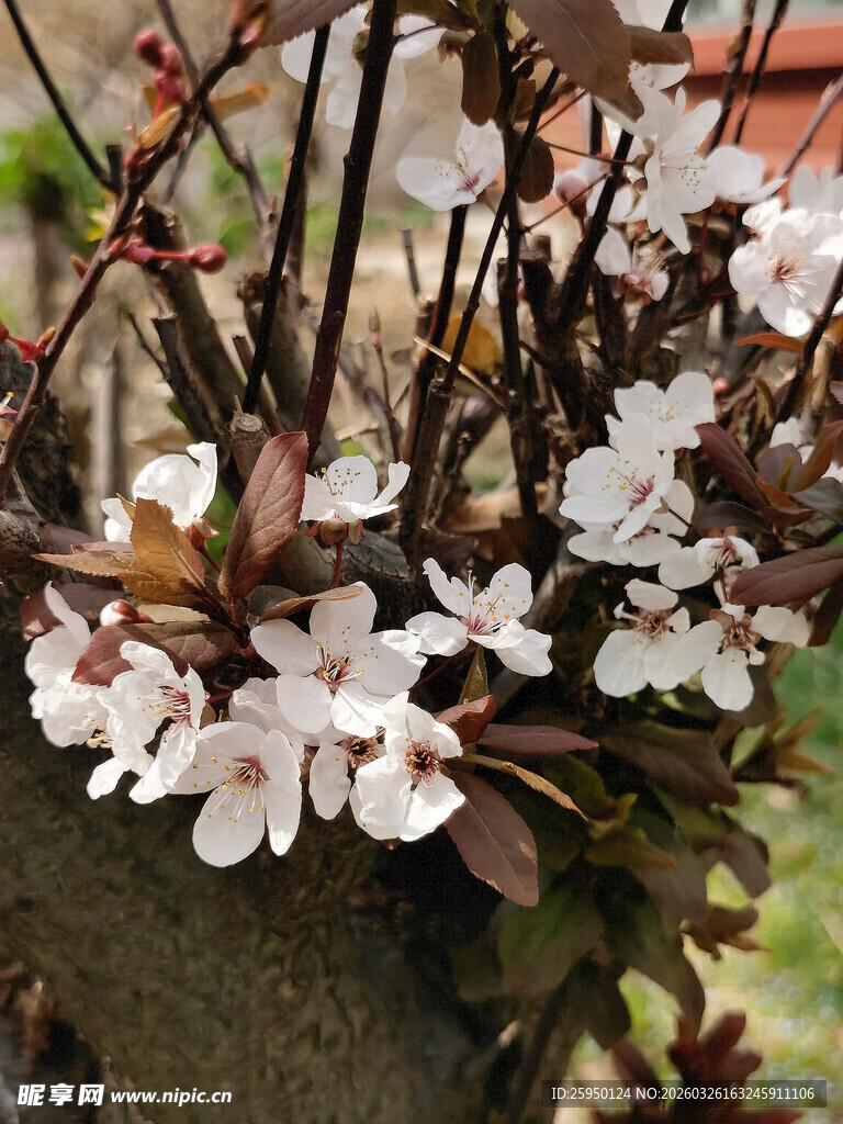 枝头绽放的白色美丽花朵