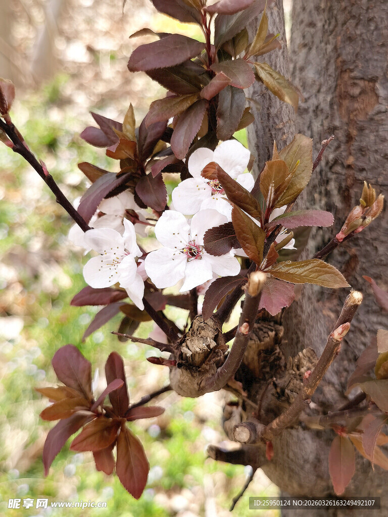 枝头绽放的粉嫩花朵