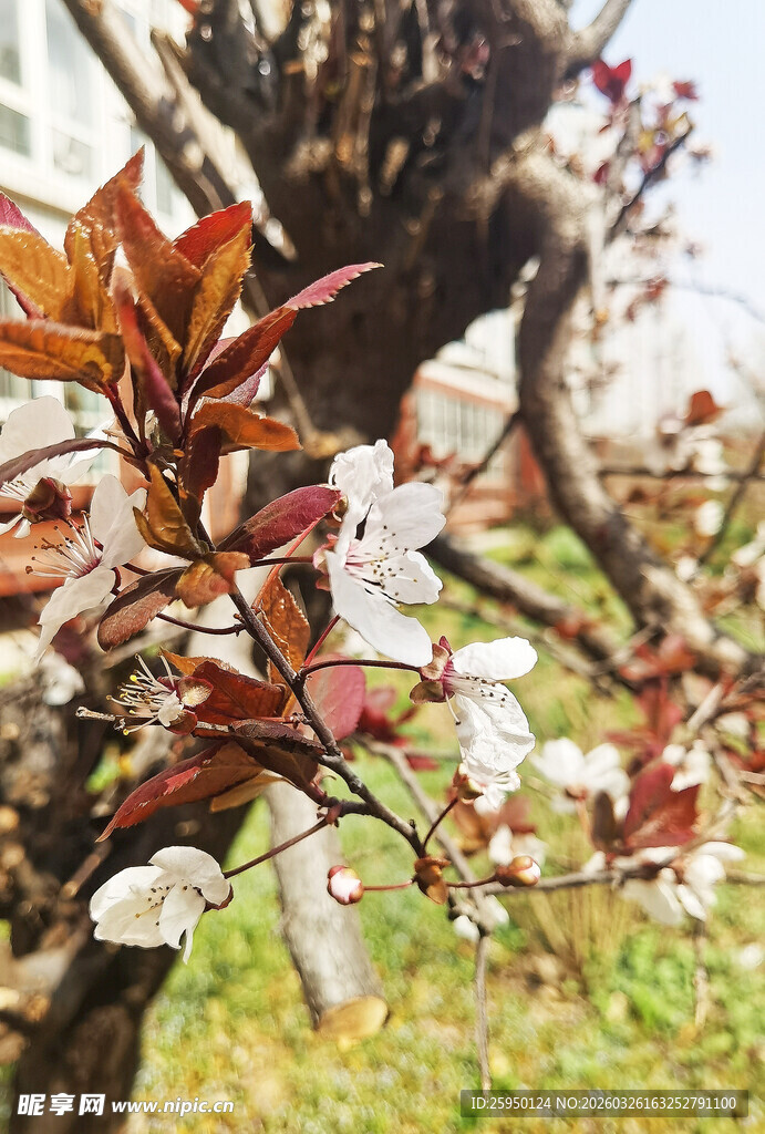 枝头绽放的绚烂春花
