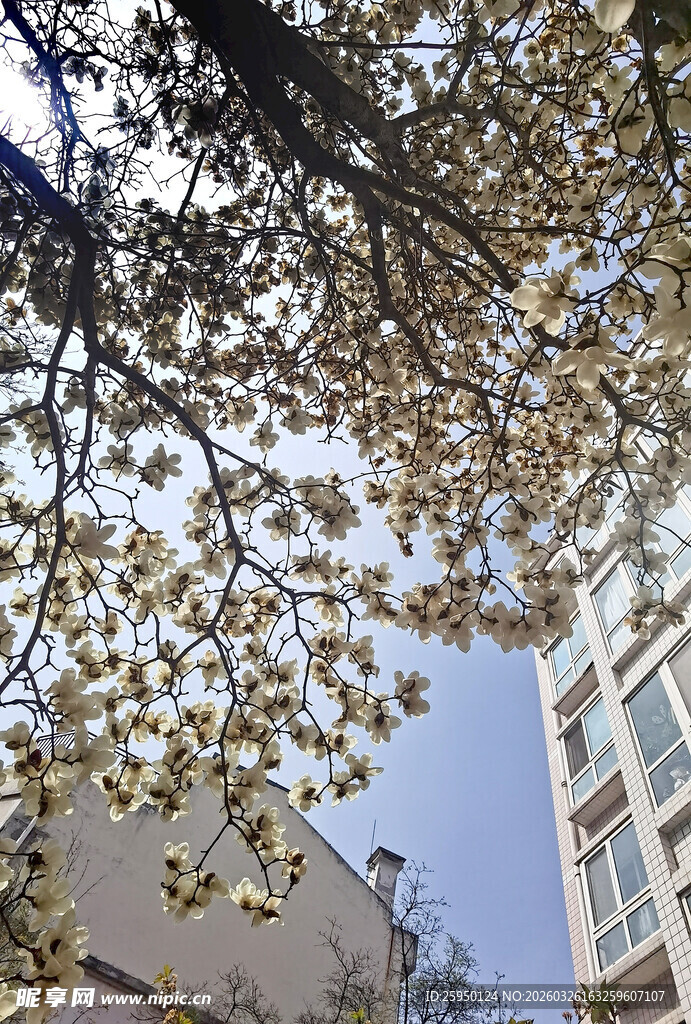 秋日树梢下的城市建筑