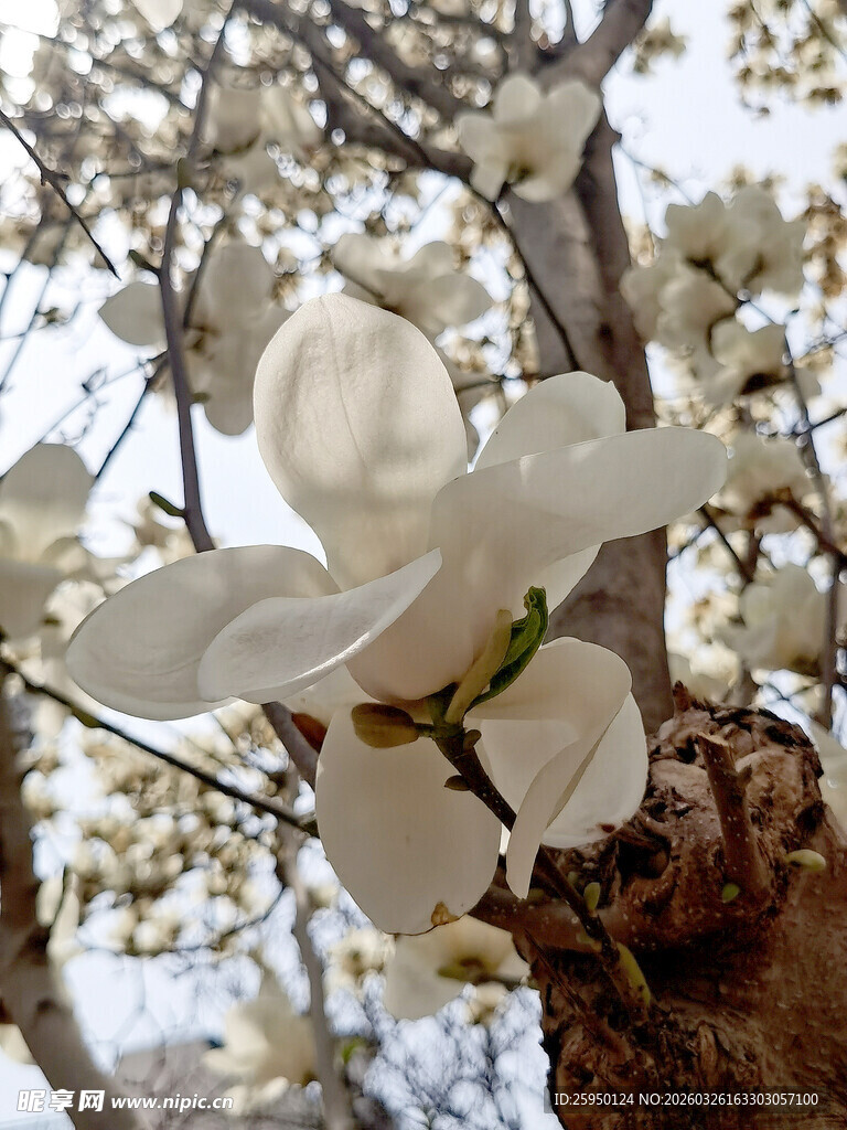 玉兰花绽放枝头
