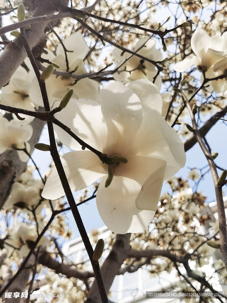 盛开的玉兰花枝