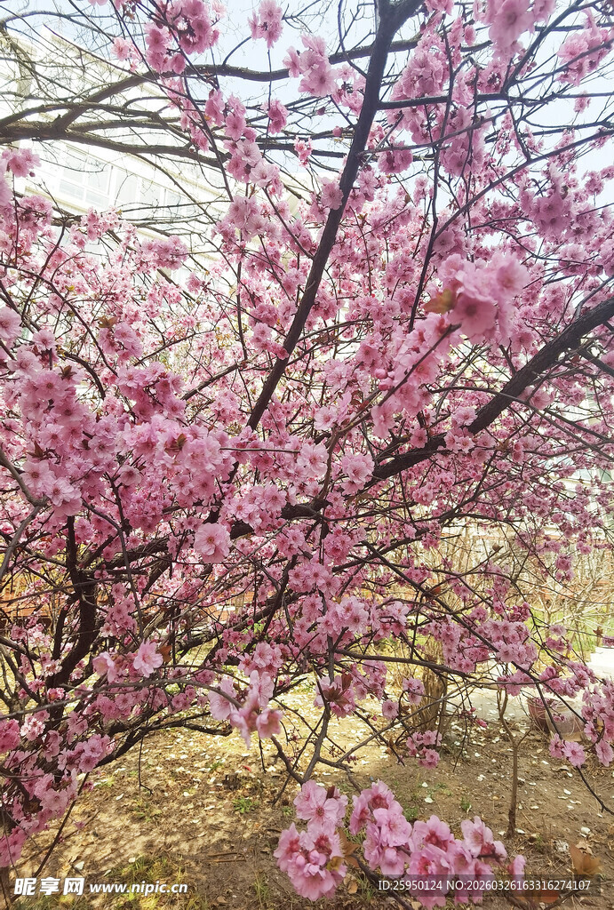 盛开的粉色繁花枝头