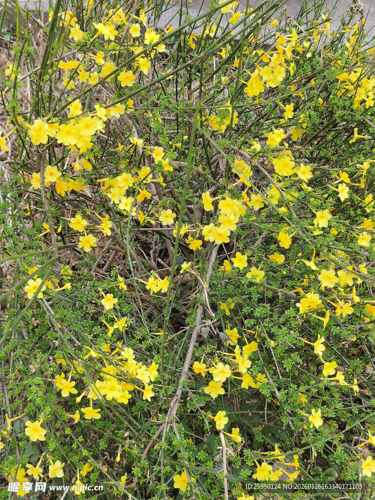 金黄迎春花绽放枝头
