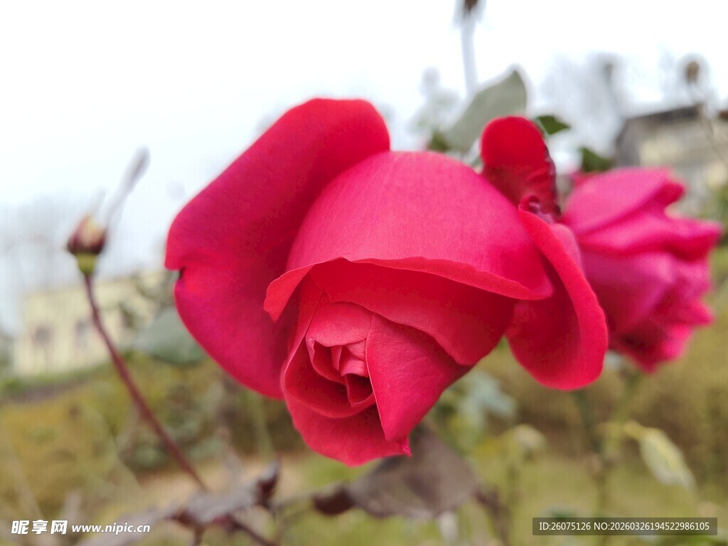 娇艳红玫瑰绽放于户外