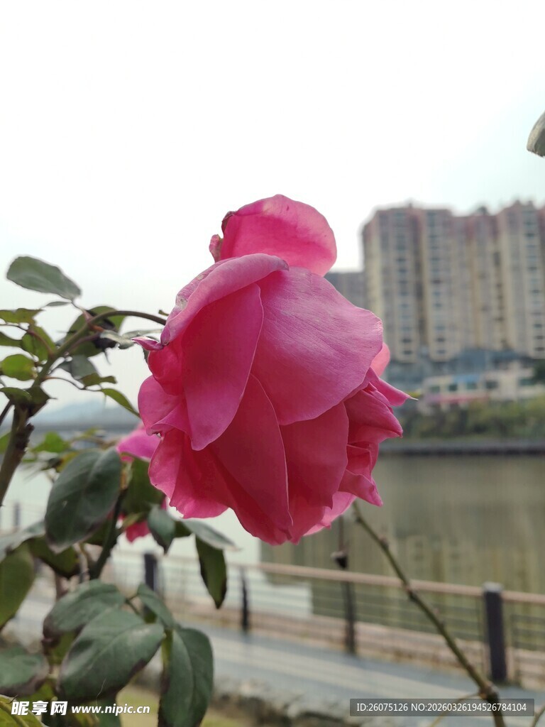 河畔娇艳盛开的粉红色月季