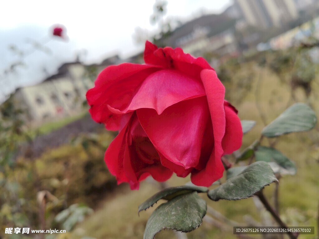 娇艳红玫瑰绽放于户外