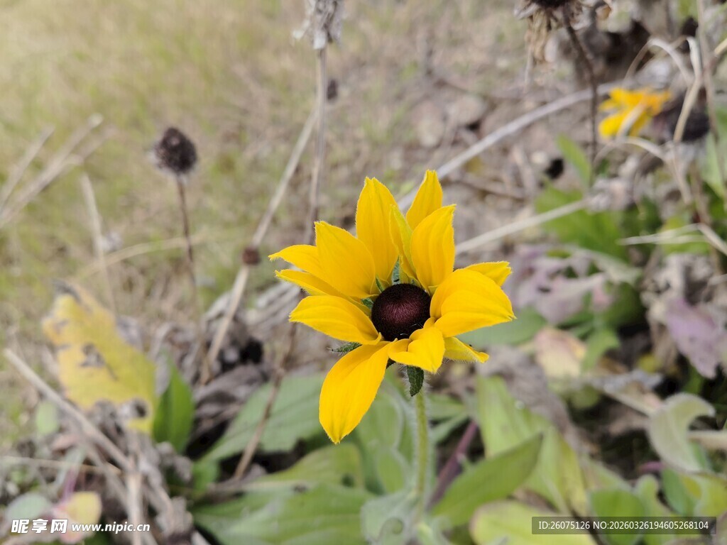 黄色黑心菊绽放于草丛
